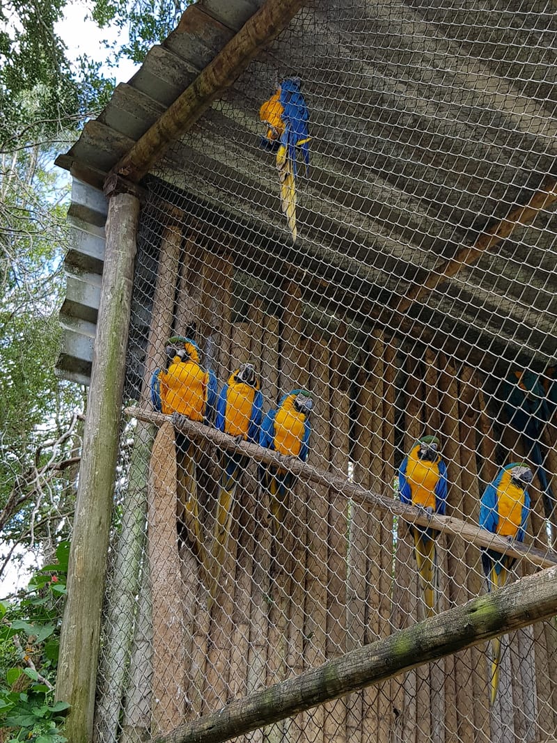 Foto 5 de Bichomania Parque Fazenda - Fazendinha
