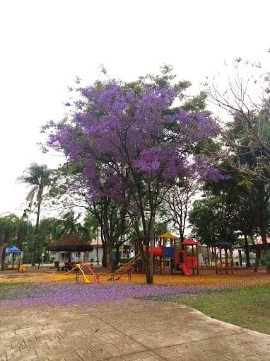 Foto 5 de Parque Municipal Dom José - Barueri