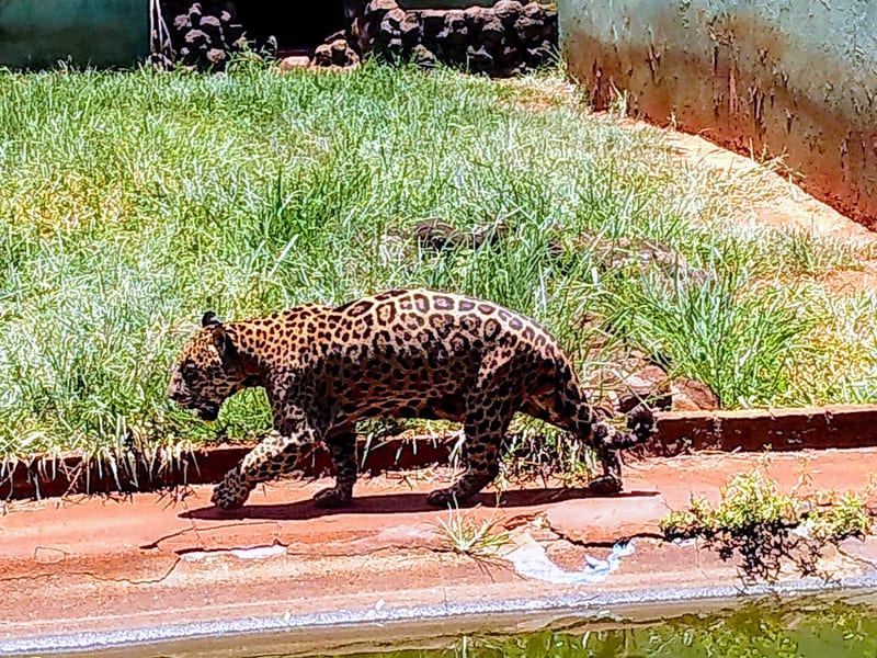 Foto 4 de Bosque Municipal e Zoológico Fábio Barreto