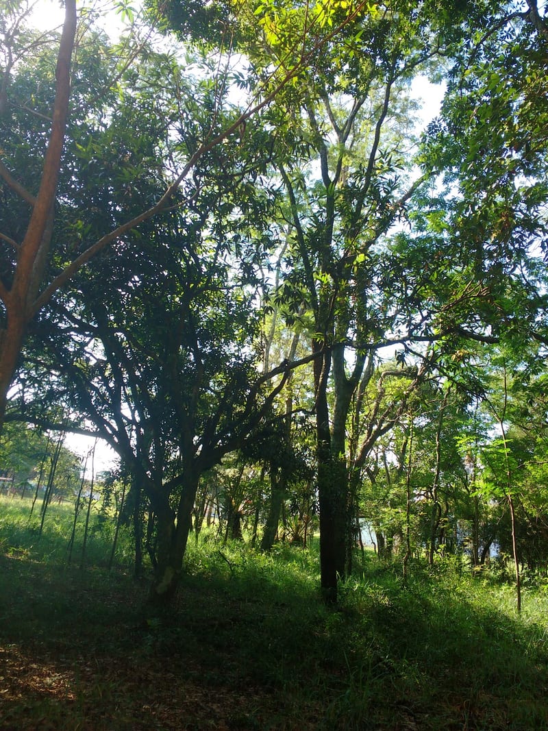 Foto 2 de Bosque Municipal Dr. Alberto Gaspar Gomes