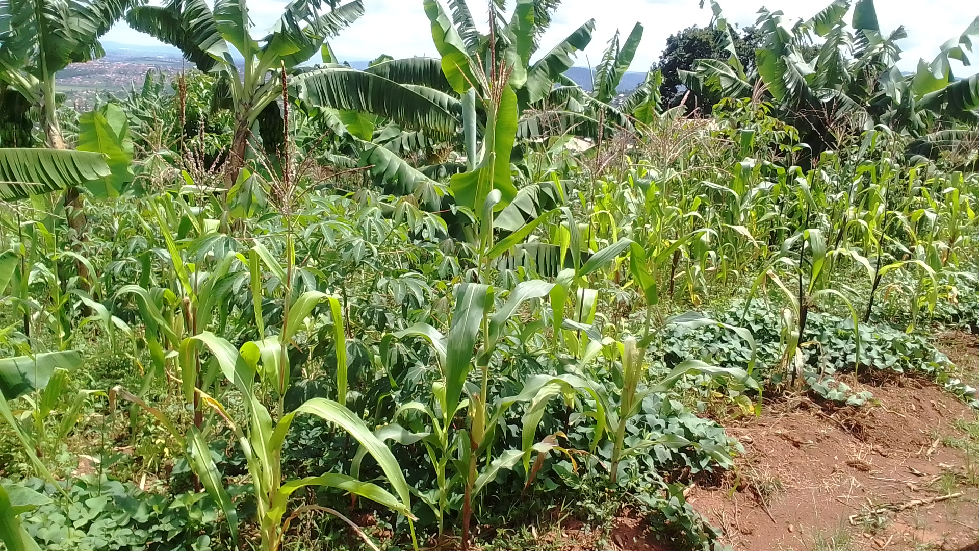Land in Muyumbu, Rwamagana for Sale