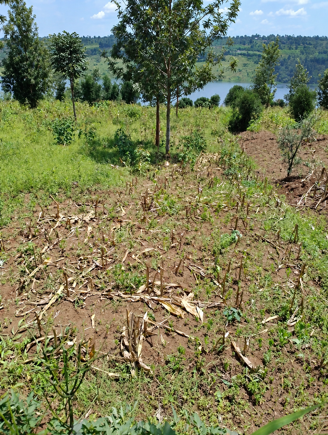 Land in Gishari, Rwamagana for Sale