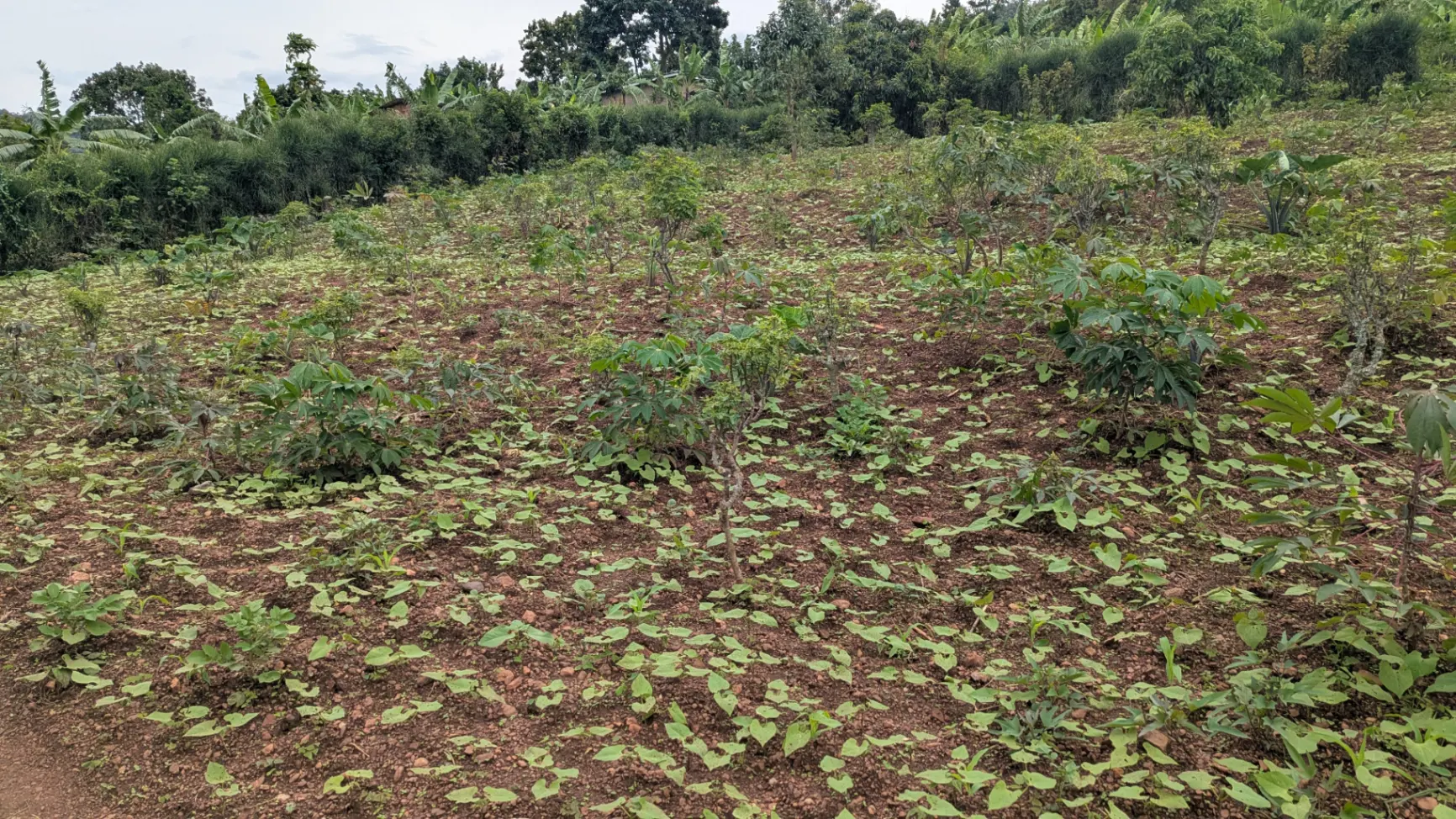 Hot 🔥 deal prime plot for sale in Rusororo 