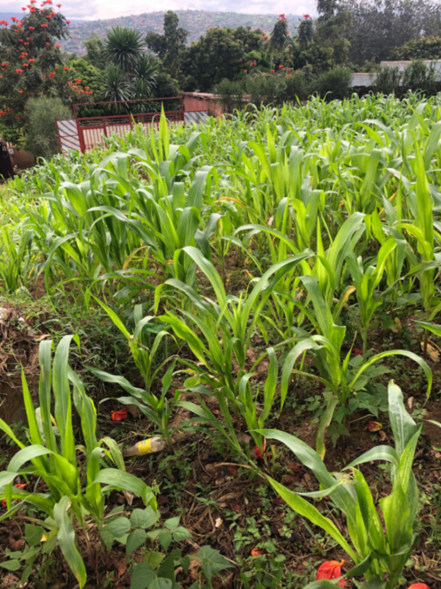 Land in Kinyinya, Gasabo for Sale