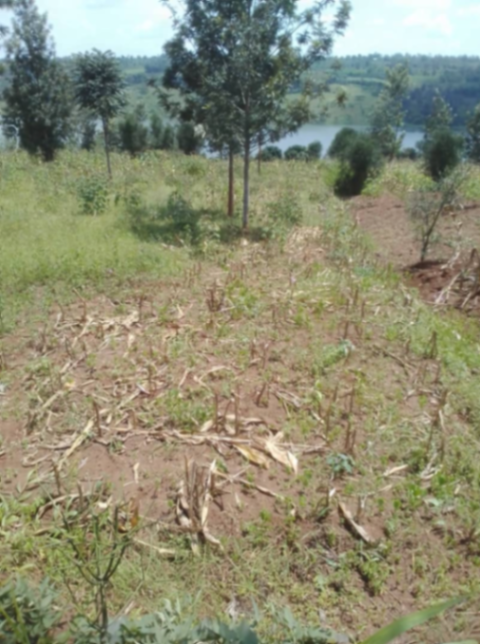 Land in Gishari, Rwamagana for Sale
