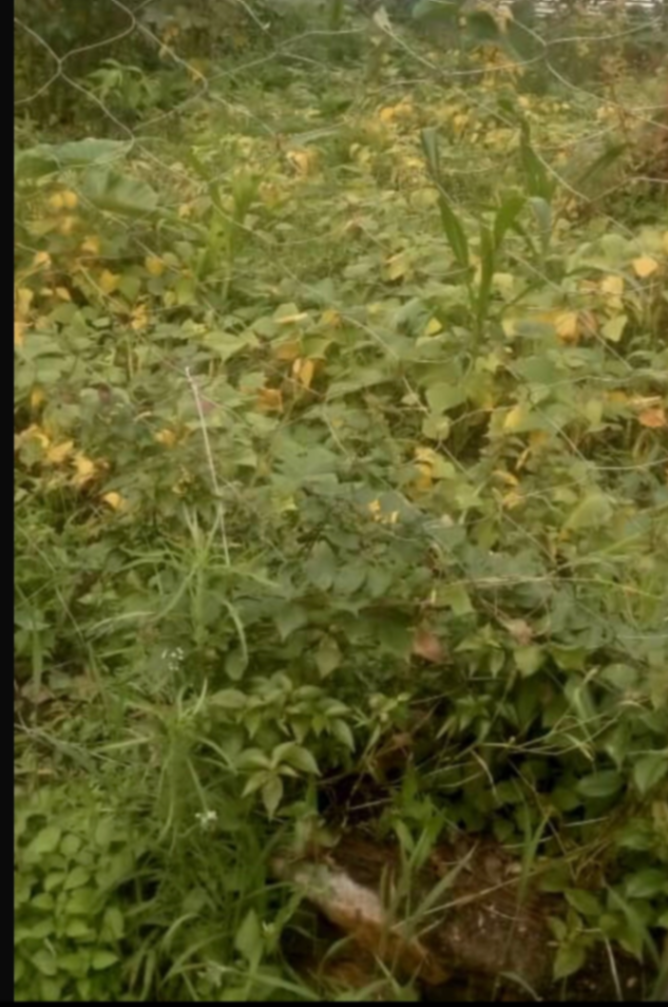 Land in Kinyinya, Gasabo for Sale
