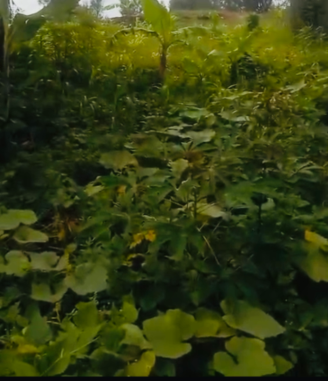 Land in Kinyinya, Gasabo for Sale