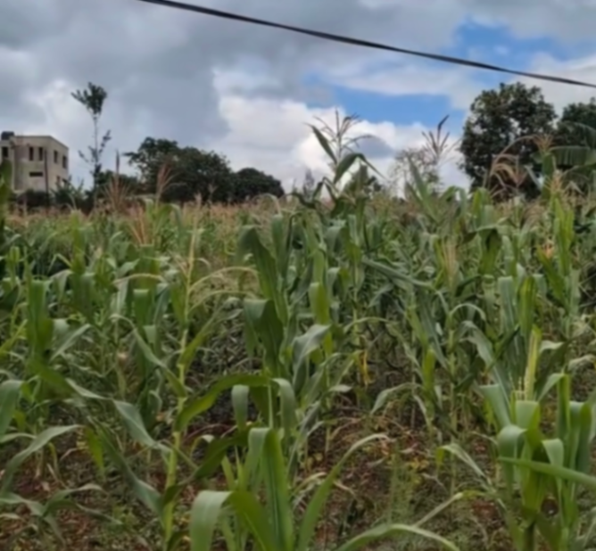 Land in Ndera, Gasabo for Sale