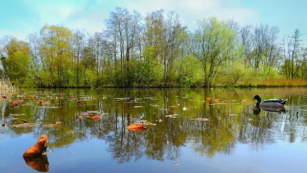 Boberger See