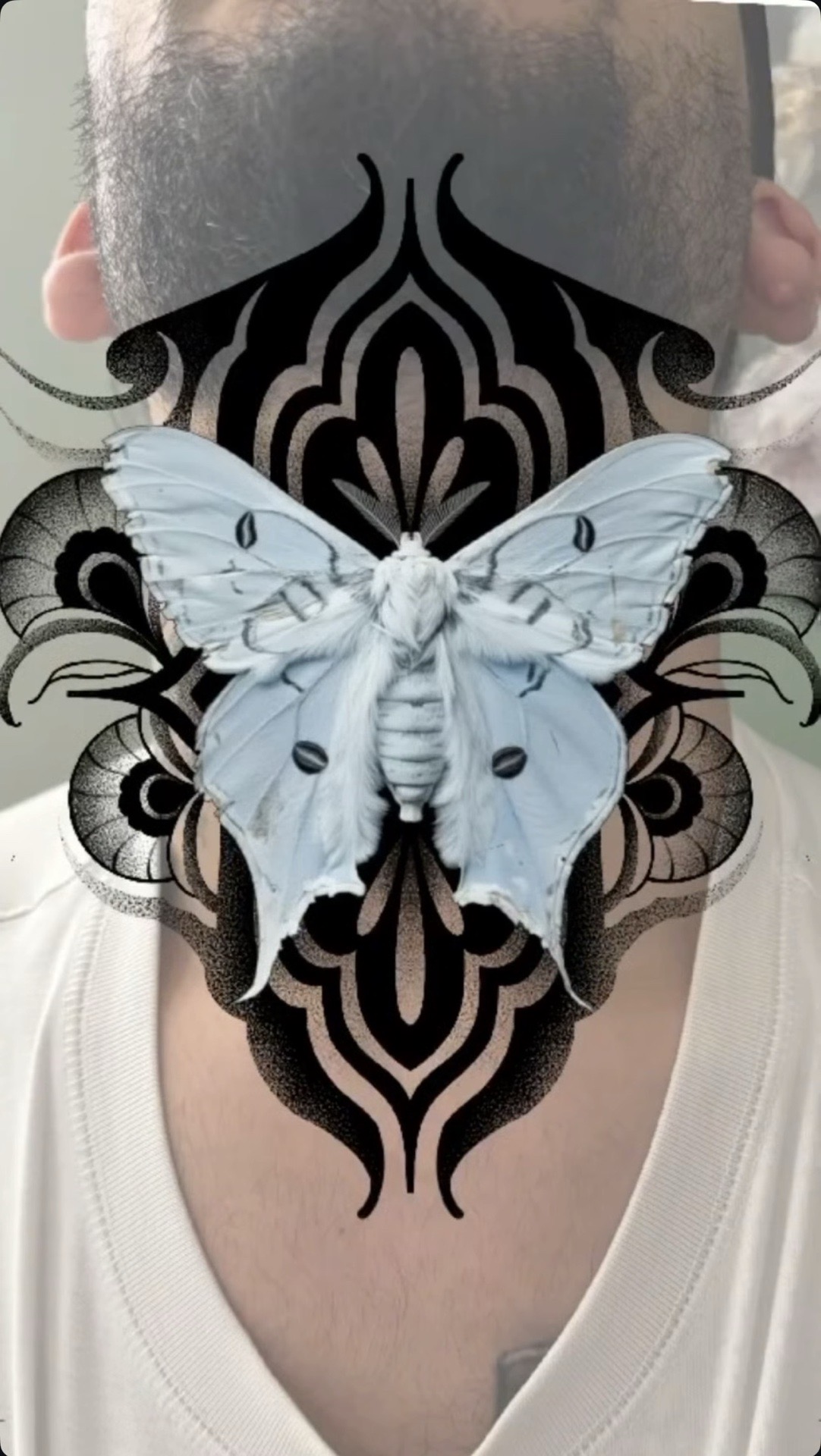 Papillon blanc Ornemental