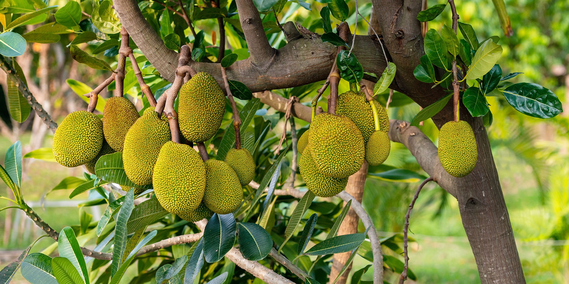 Jackfruit 