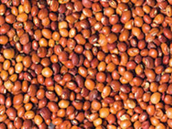 Toor Daal 