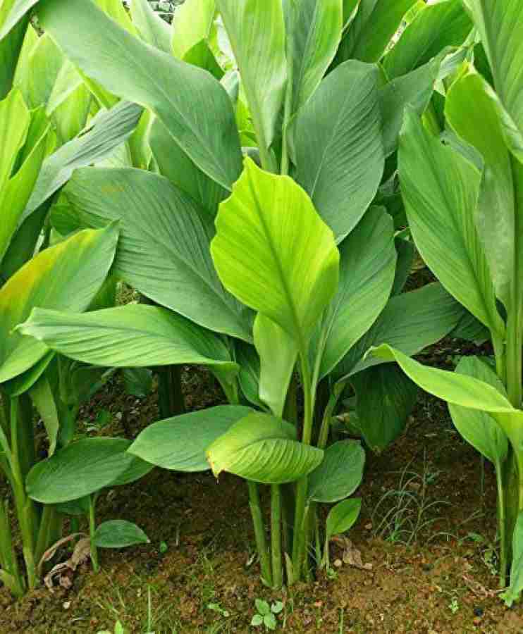 Turmeric 