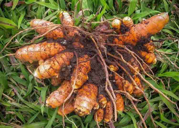 Turmeric 