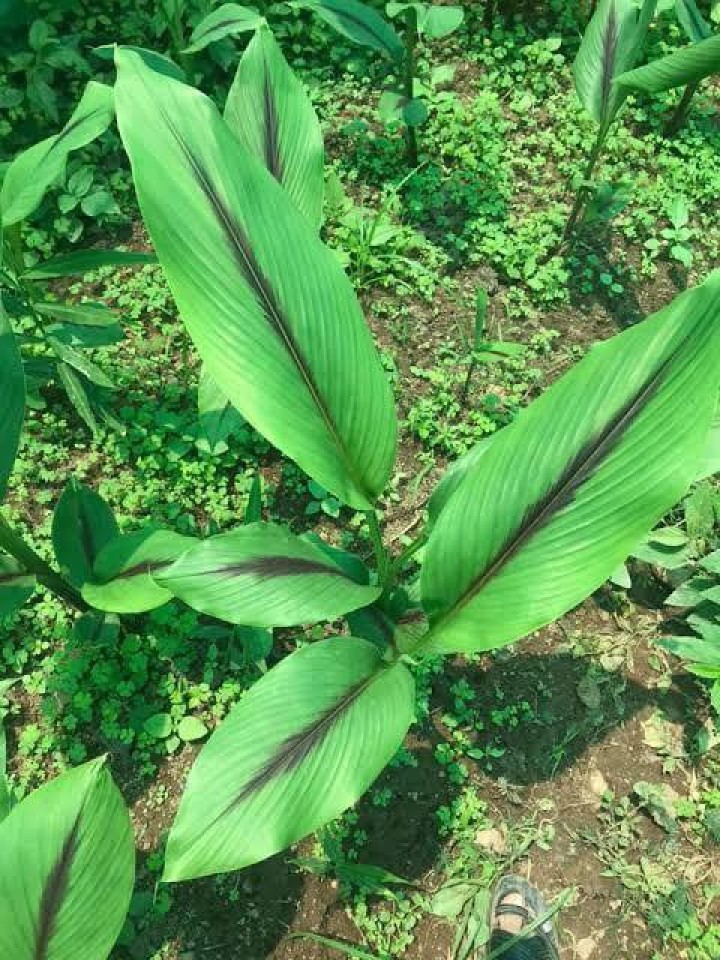Turmeric 