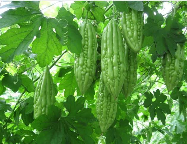 Bitter Gourd 