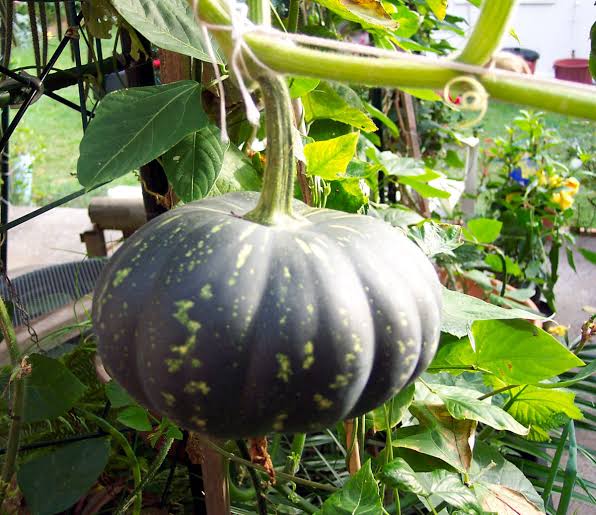 Pumpkins 