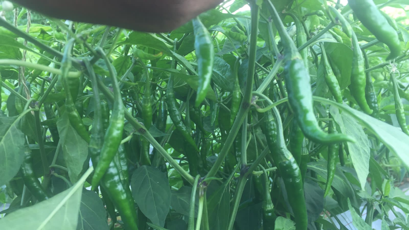 Green Chili 