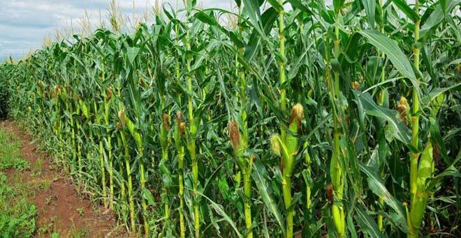 Maize 