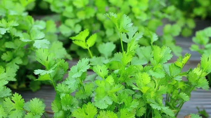Coriander leaves 