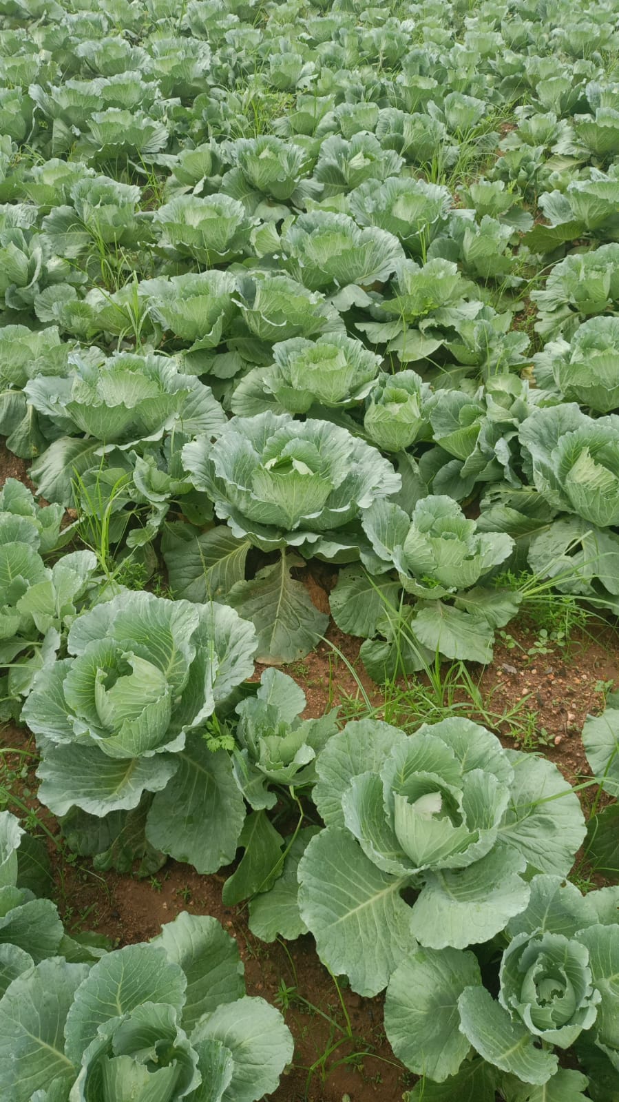 Cabbage 