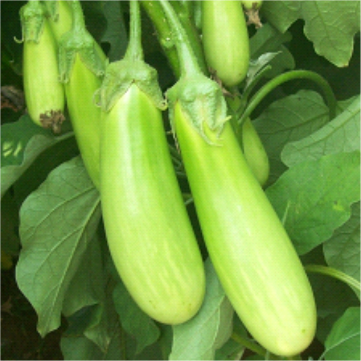 Brinjal 