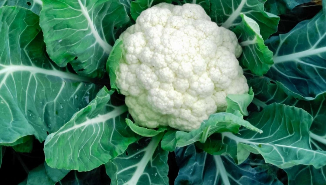 Cauliflower 