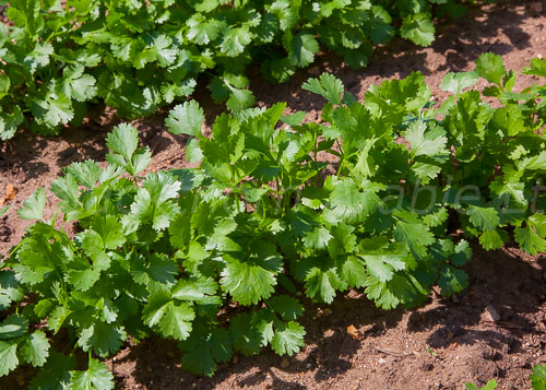Coriander leaves 