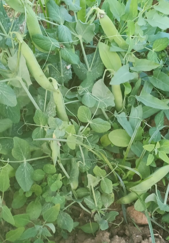 Green Peas 