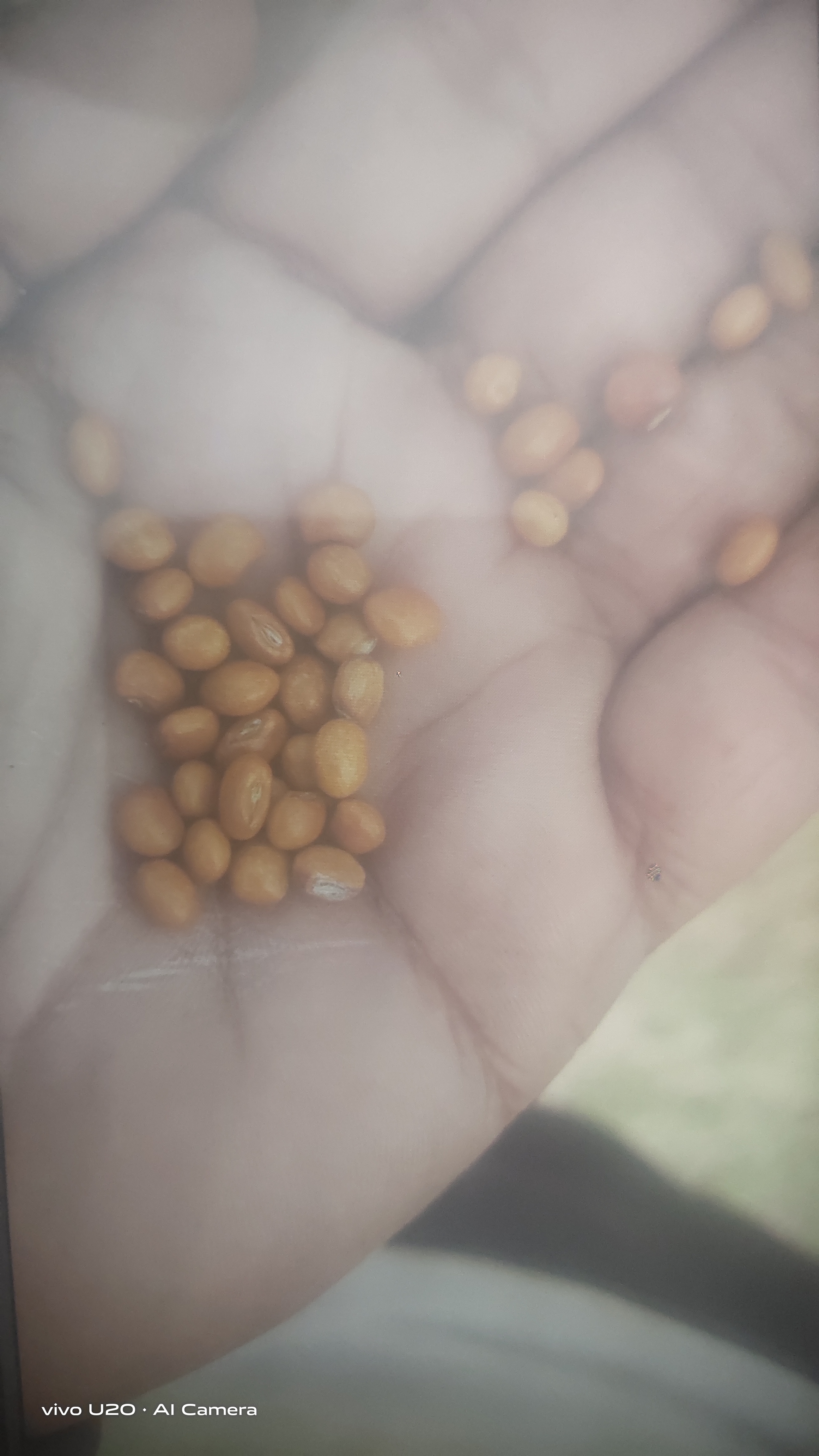 Pigeon pea 