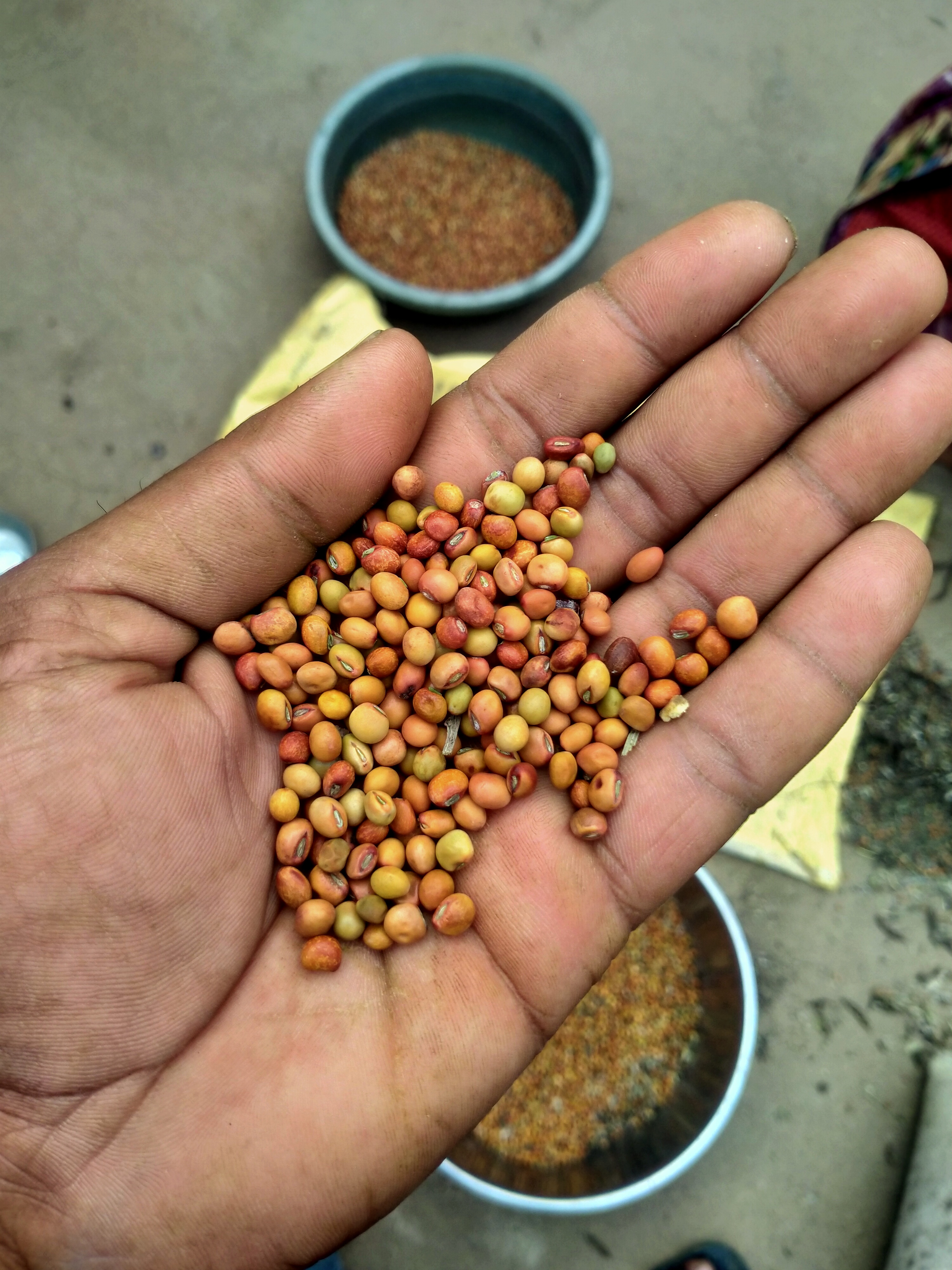 Pigeon pea 