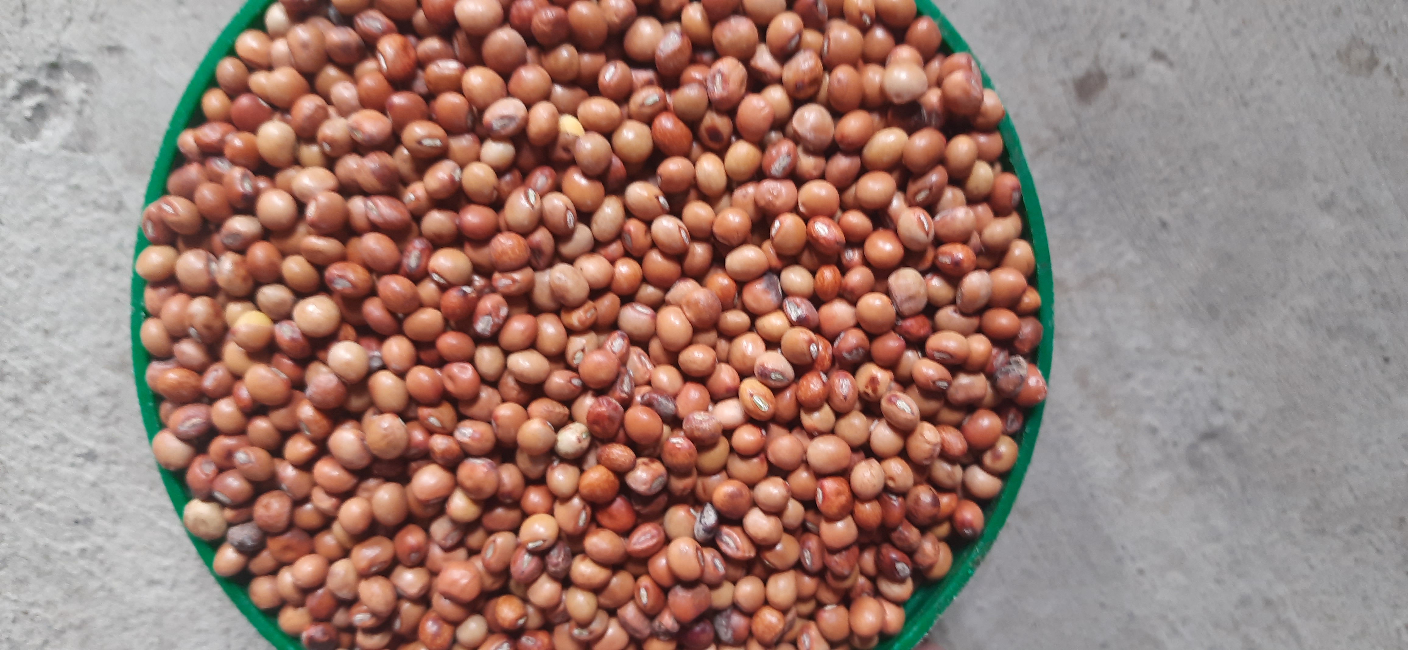 Pigeon pea 