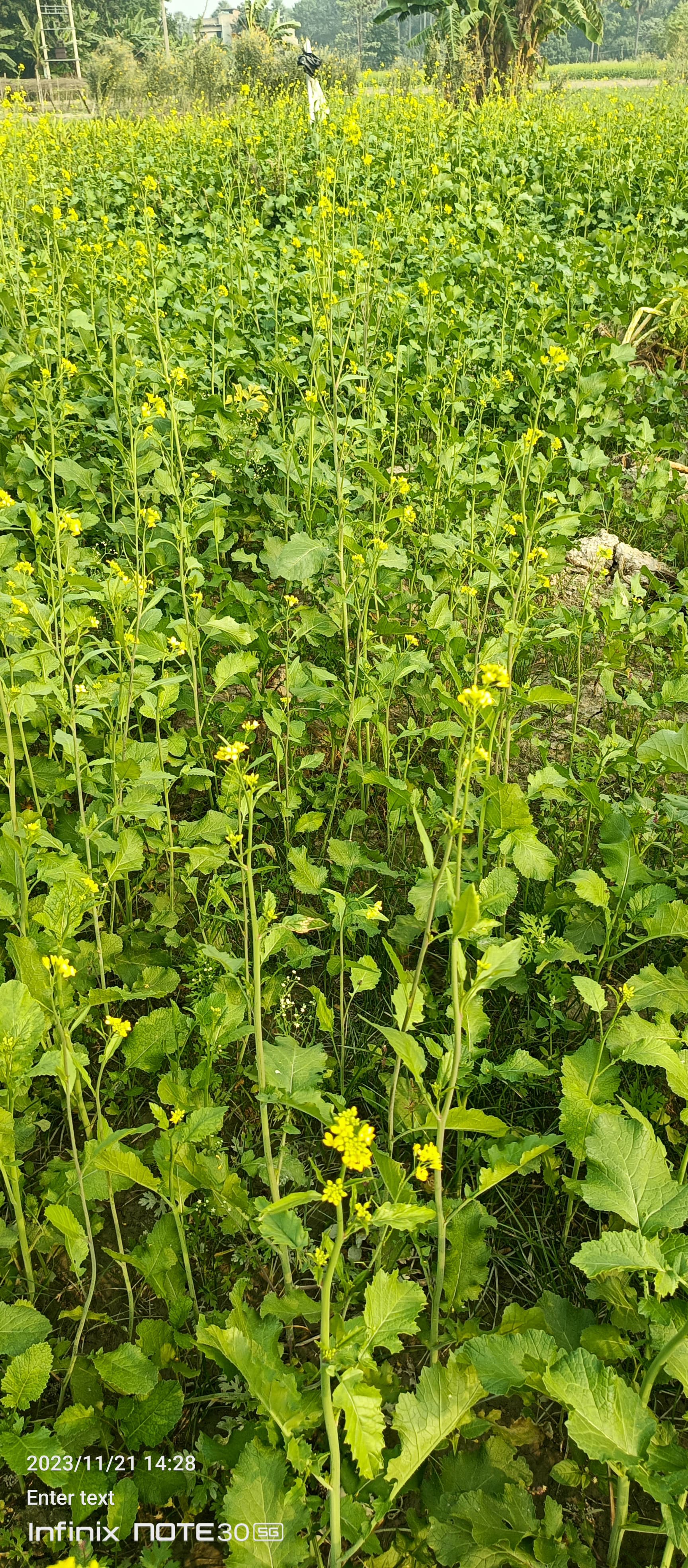 Mustard seed