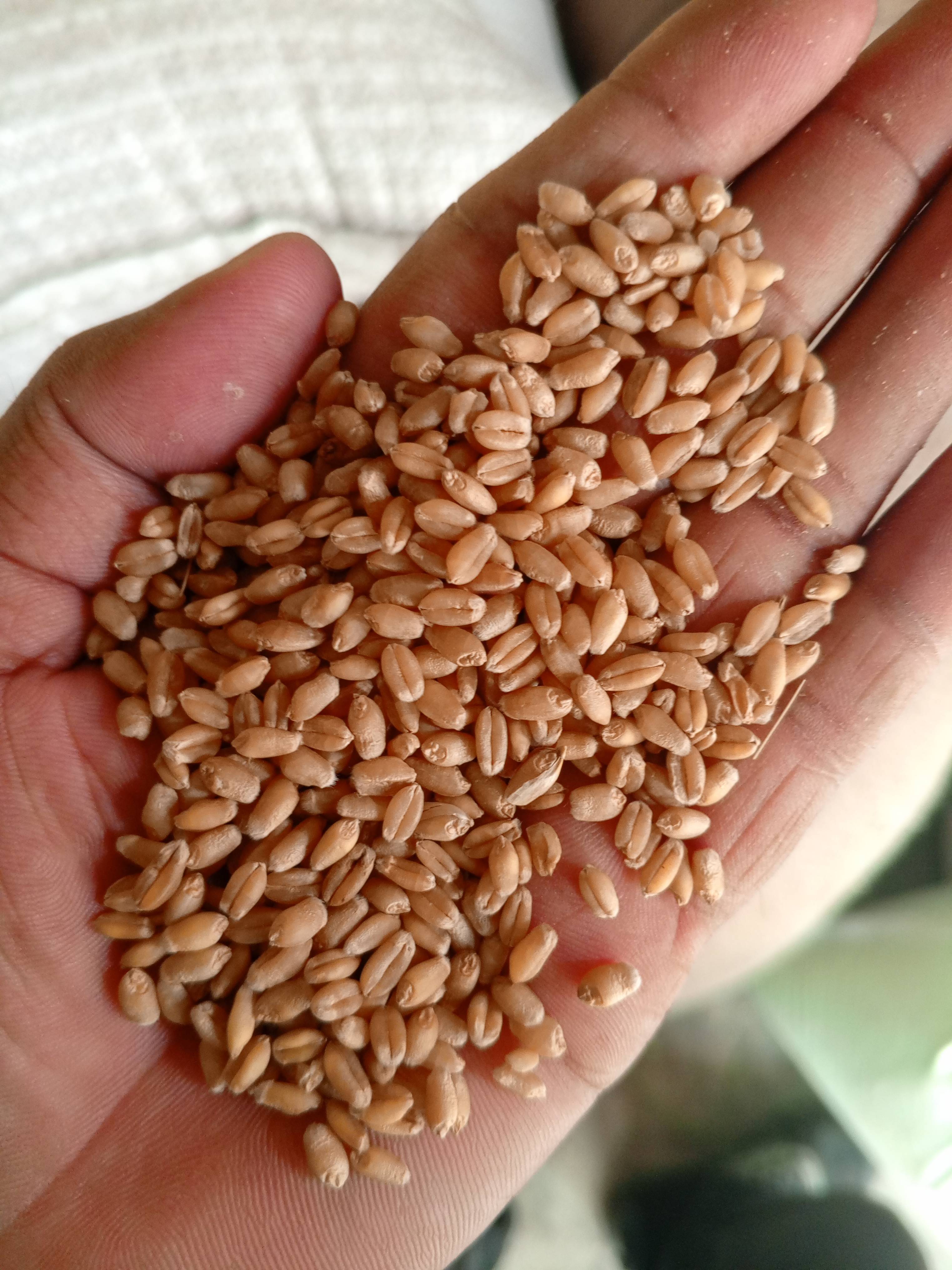 Wheat 