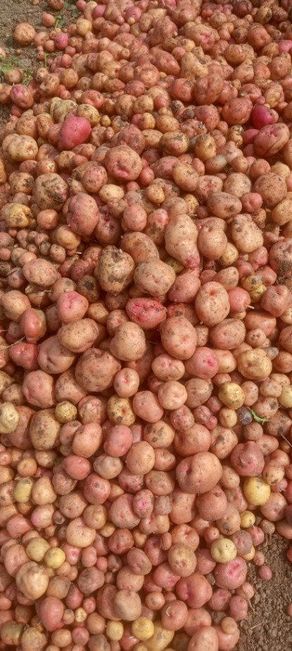 Potato 