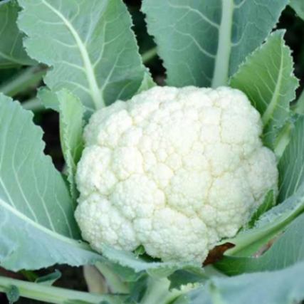Cauliflower 