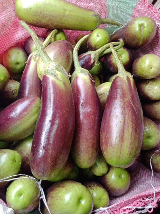 Brinjal 