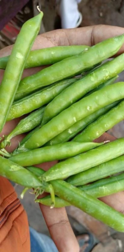 Green Peas 