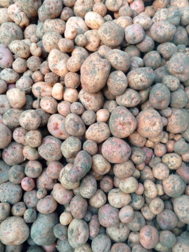 Potato 