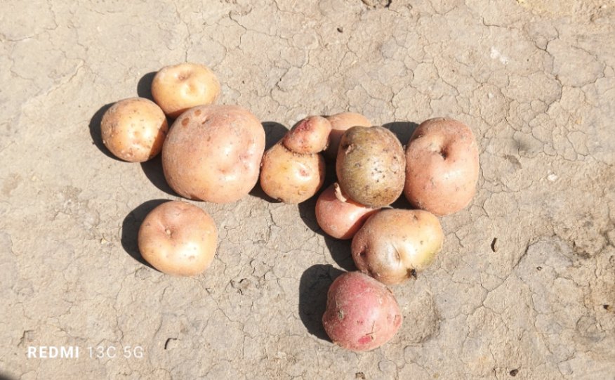 Potato 