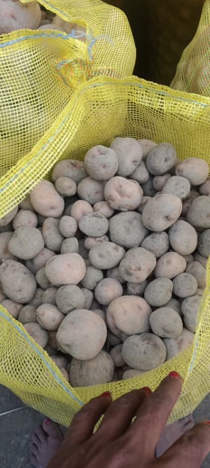Potato 
