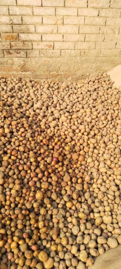 Potato 