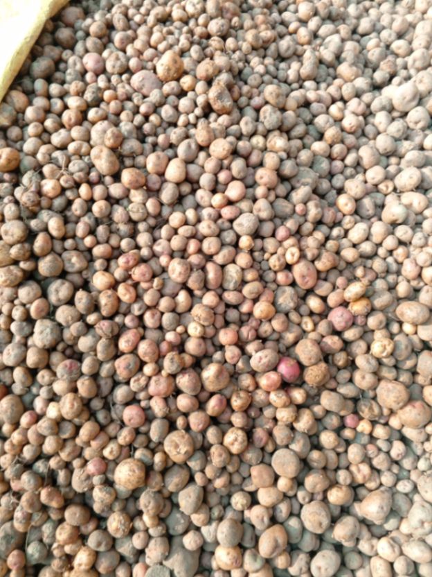 Potato 