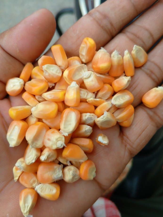 Corn 