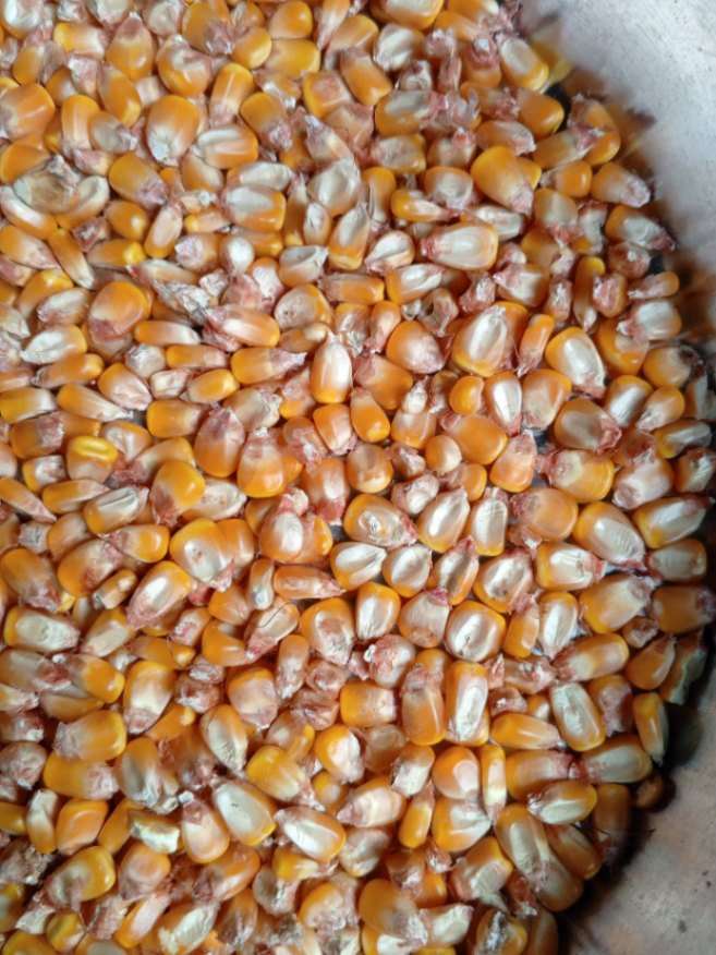 Corn 