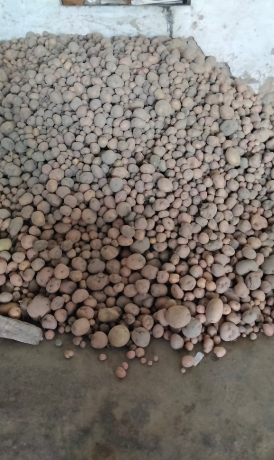 Potato 