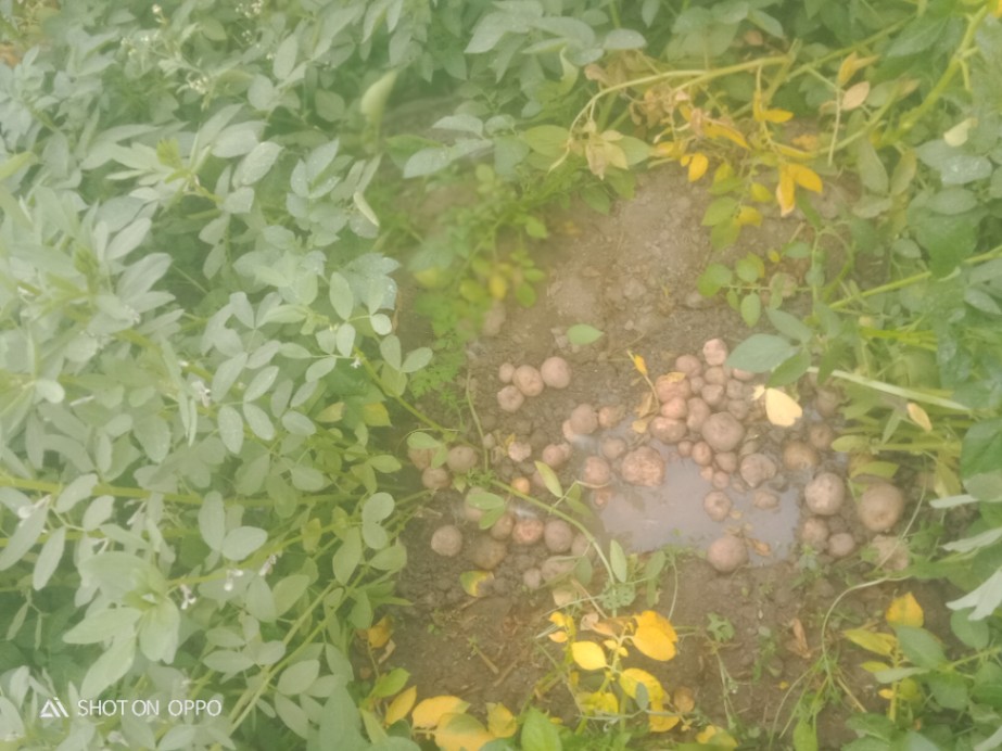 Potato 