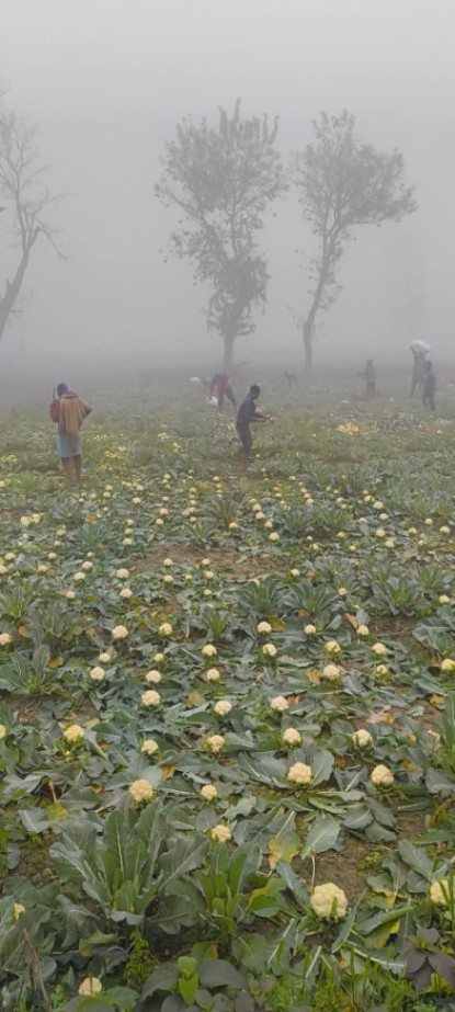 Cauliflower 