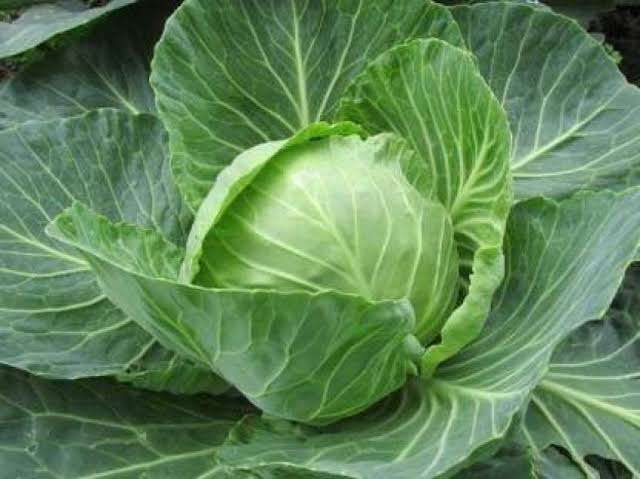 Cabbage 