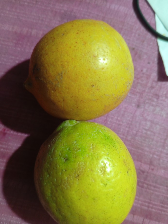 Lemon 